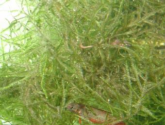 Vesicularia dubyana